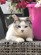 Margaret Lawton Pretty Embroidered Lace Dressing Gown - SOLD OUT