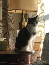 Sweet kitty cat on a table.