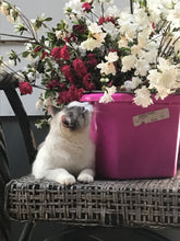 Pretty kitty next to a bucket sniffing flowers.